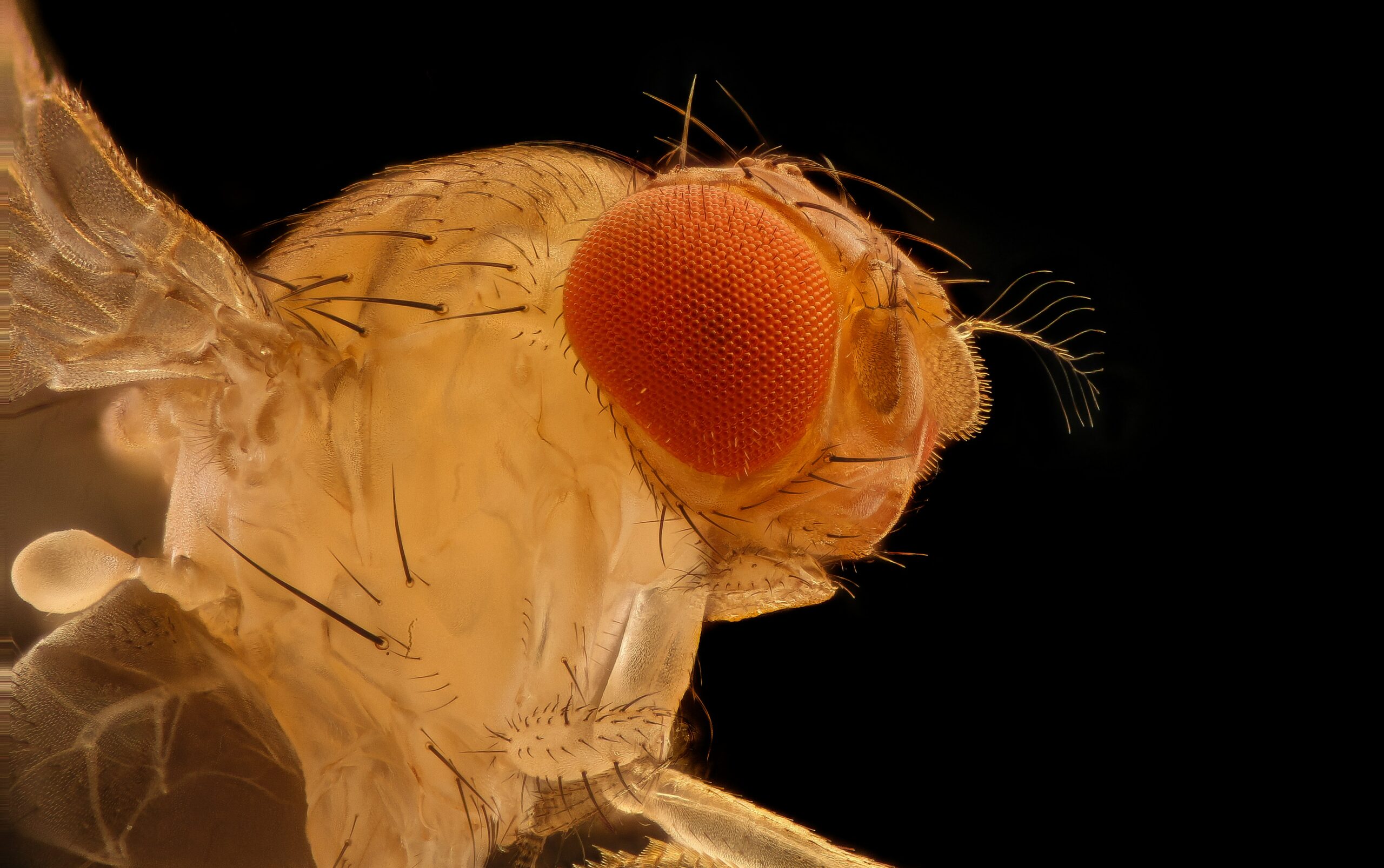 Drosophila