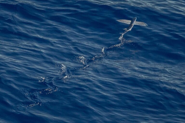 fliegende fische