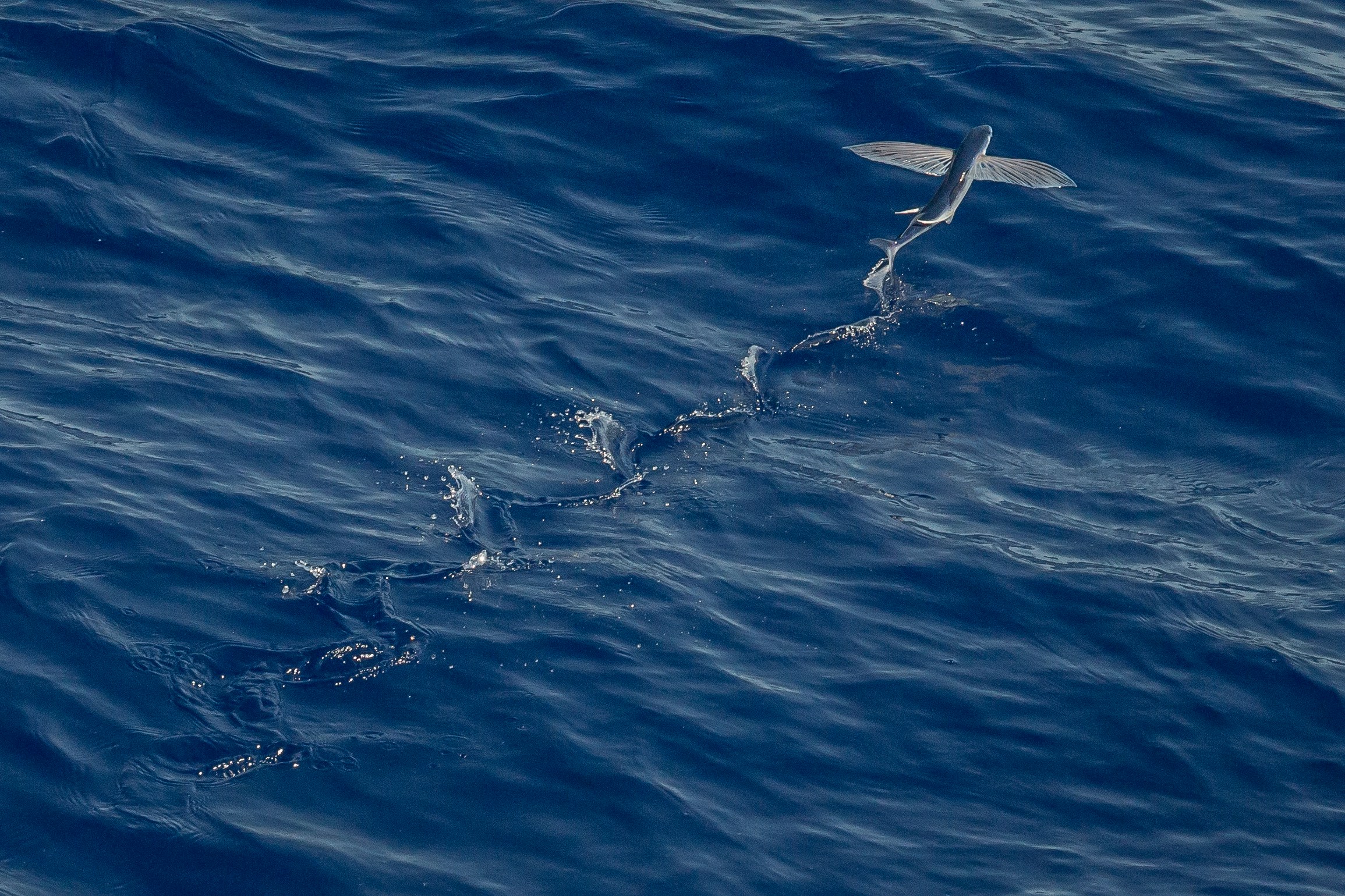 fliegende fische