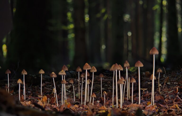 Pilze im Wald - Wood Wide Web