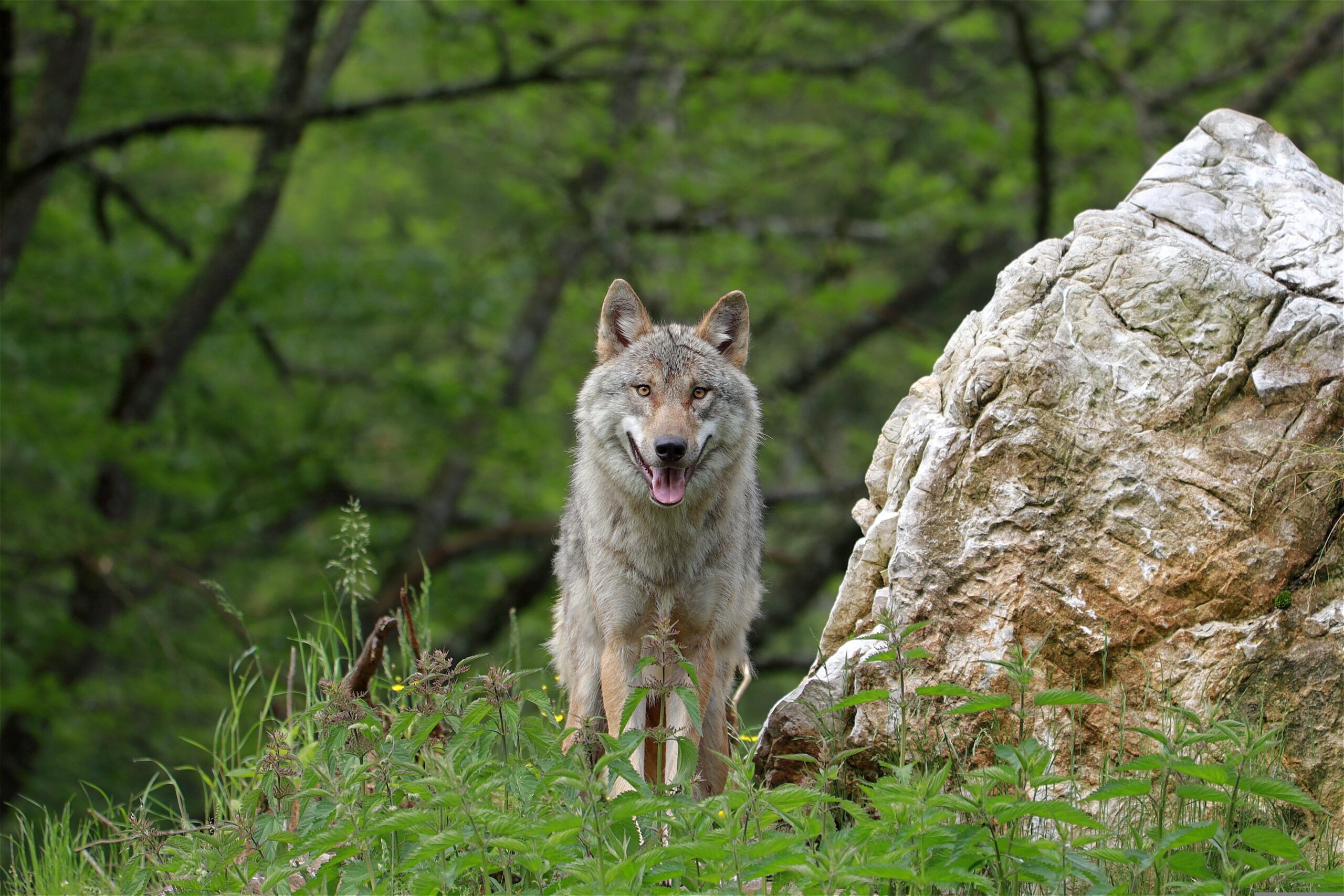 canis lupus wolf yellowstone