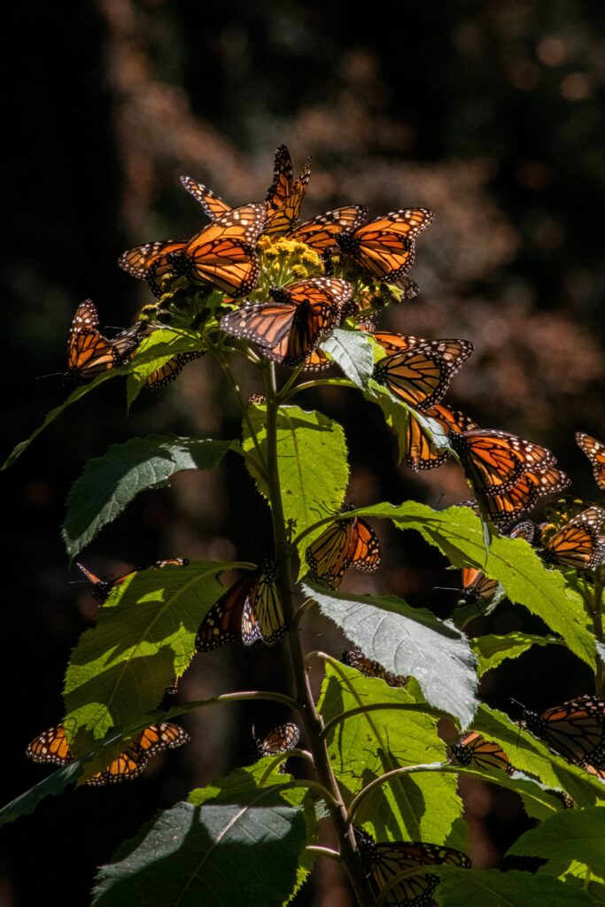 monarchfalter auf pflanze
